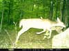 running deer on cam
