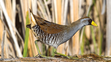 Why Duck Hunters Shouldn’t Forget About Sora Rails