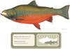 This Arctic Char beat out the previous record of 29 lb. 11 oz., by Jeanne Branson.