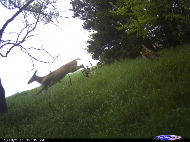 I got a cool picture of a doe jumping over some branches in the grass.