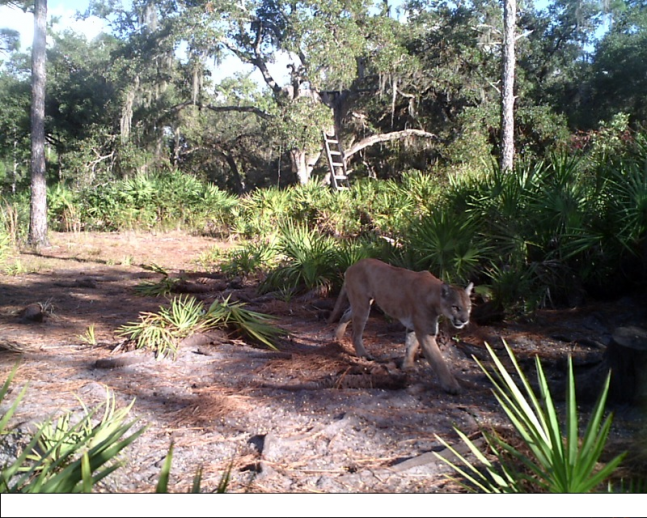 This game camera picture of a Florida panther out hunting was taken in South Florida. Only a hundred or so of these animals are thought to exist in the wild.