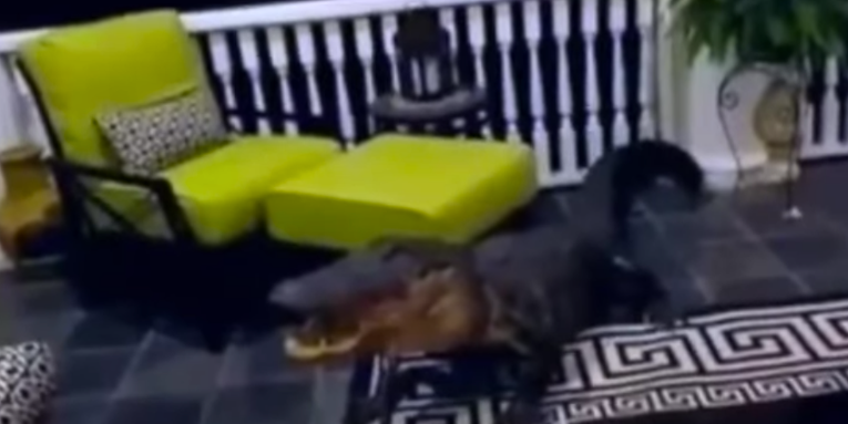 Video: 10-Foot Gator Climbs Onto Family’s Second-Story Porch
