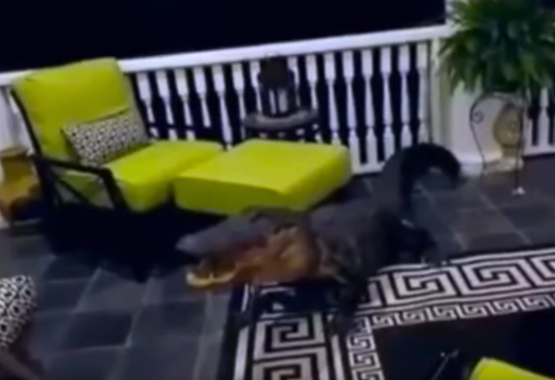 Video: 10-Foot Gator Climbs Onto Family’s Second-Story Porch