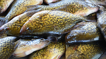 How to Catch Crappies All Summer Long