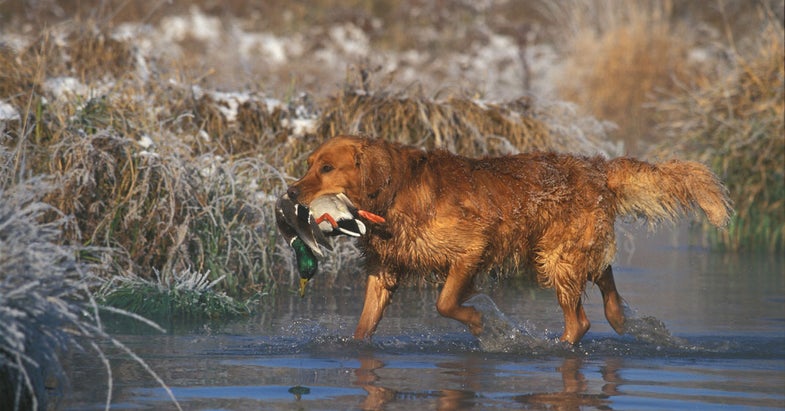 Wolf Hunting photo