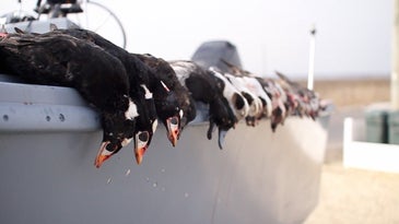 Sea Duck School: Advanced Tips for Hunting Diving Ducks in the Salt