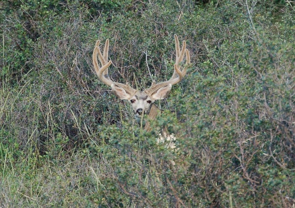 Caught this buck peeking this past fall. I tried to find him after he shed his velvet but no luck. What do you think he would score?