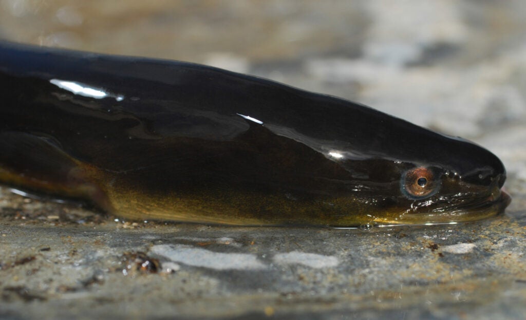There aren't too many American eels left swimming around the northeast these days, but there are seemingly enough that you can still buy one for two bucks at a local bait shop. You might even spot some in their "silver phase" on their journey to spawn in their supposed breeding ground, the Sargasso Sea.  Either way, fish them slowly like a plug at night with a big circle hook through the lips, a stout shock leader, and some heavy braid!