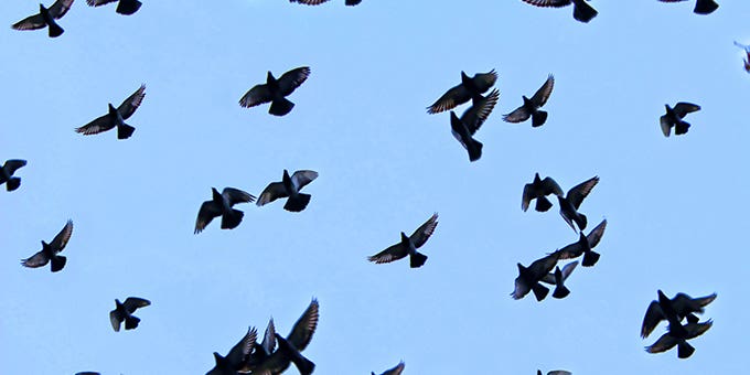 Pigeon Hunting: 5 High-Tech Tactics for More Birds