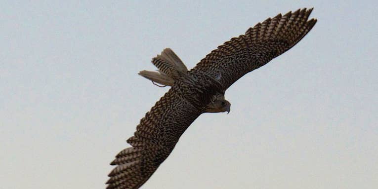 Airports Recruiting Falcons to Keep Runways Safe