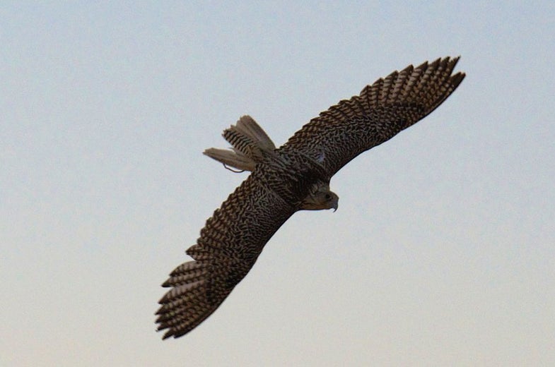 falcon, airport, birds