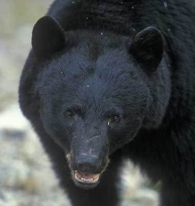The American black bear