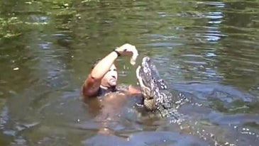 Video: Louisiana Swamp Guide Feeds Gators With His Mouth