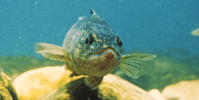 Popular Minnesota Fishery Shuts Down Walleye Season
