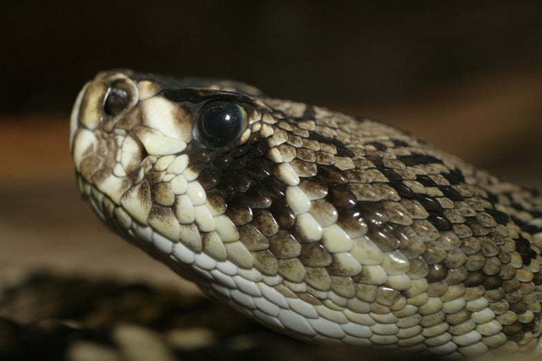 Crotalus adamanteus; eastern diamondback; rattlesnake; St. Louis zoological park
