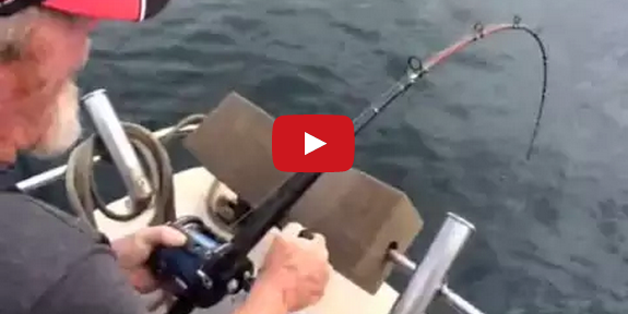 Video: Shark Almost Jumps Into Boat While Trying to Steal Angler’s Catch