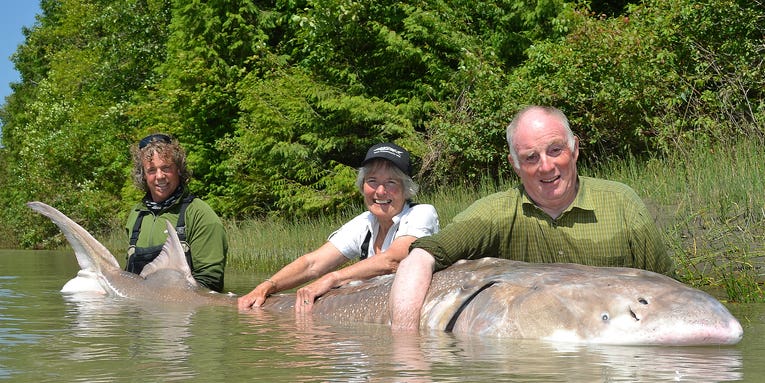 Canadian Guide Puts Brit Angler on Gigantic 1,000lb, 100-Year-Old Sturgeon
