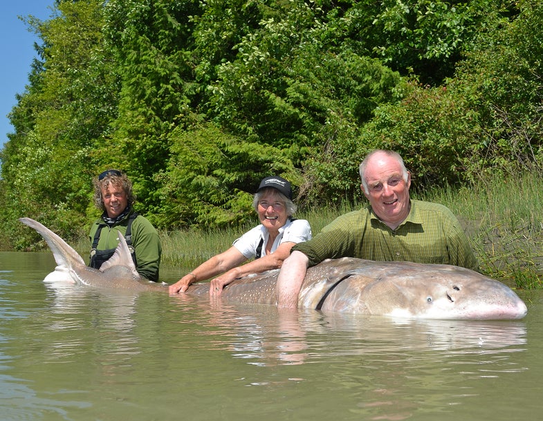 <strong>The white sturgeon is the largest</strong> freshwater gamefish in North America, and a nearly 13-foot-long specimen hooked earlier this month may well be the largest freshwater catch ever recorded on the continent. So says the fishing guide who led a 65-year-old angler to the epic encounter. Dean Werk, owner of <a href="http://greatriverfishing.com/">Great River Fishing</a> in British Columbia, videotaped angler Michael Snell as he fought the 12-foot, 6-inch sturgeon</a> July 16 in Canada's Fraser River. The 90-minute battle ended with Werk (left), Snell (right) and Snell's wife, Margaret, snapping trophy pics with a fish estimated at nearly 1,100 pounds and more than 100 years old. The catch dwarfs the IGFA world record for white sturgeon, and Werk says it surpasses anything recorded by the Fraser River Sturgeon Conservation Society in its 18-year sturgeon-tagging program.