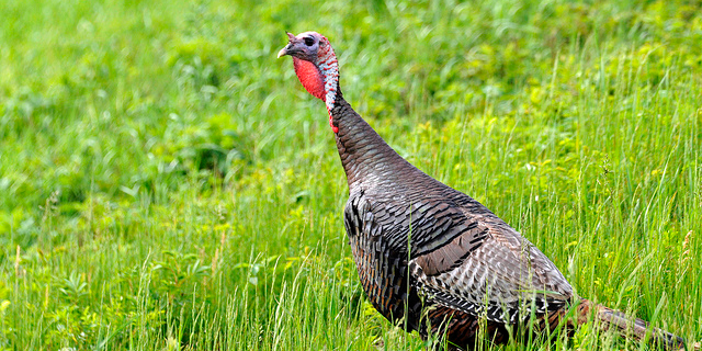 Eight Reasons You Miss Turkeys