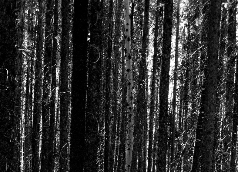 birch, pine, forest, canada