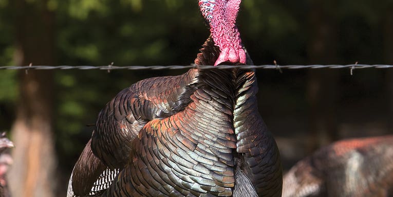Five Turkey Hotspots Not Worth a Sit