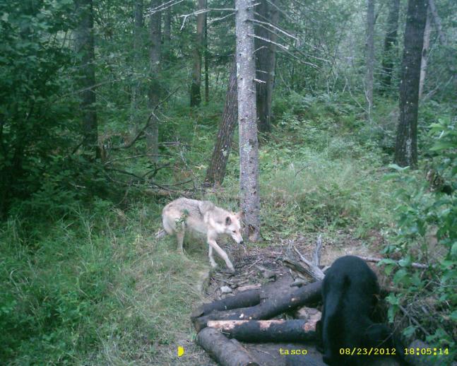 While bear baiting for the 2012 Wisconsin bear hunt, my game cam captured this wolf trying to get some bait while the bear was eating from the pit. The bear's back hair is bristled up.