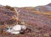 Hunting barren lands caribou with Bill Heavey