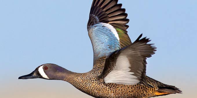 The Ultimate Teal Gun: What to Use for the First Waterfowl of Fall