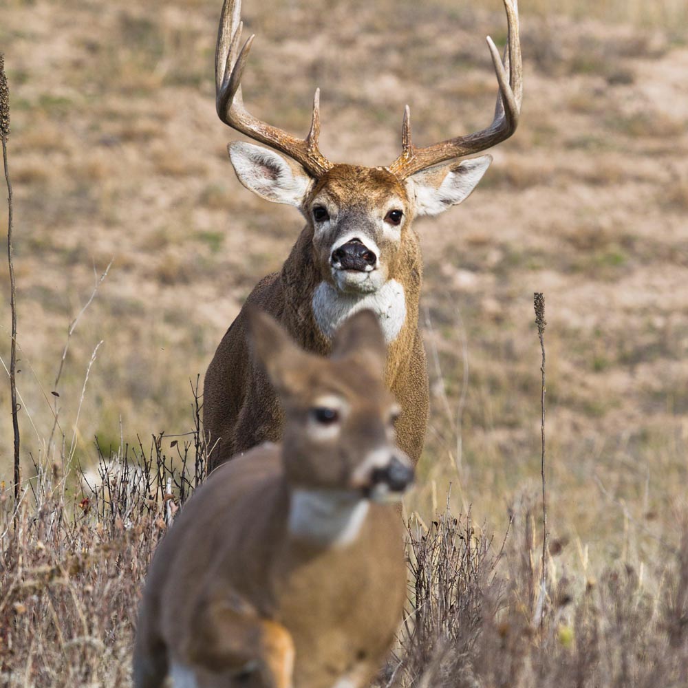 Buck chasing a doe during a rut