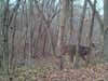 Bucktucky 2016 trail cam whitetail