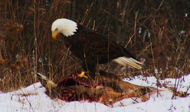 I have been taking weekend trips to Ely Minnesota for years. Witnessing the eagle population rebound has been very exciting, almost as much as having to swerve my car off the road to miss them at meal time!