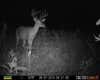 buck caught on trail camera at night
