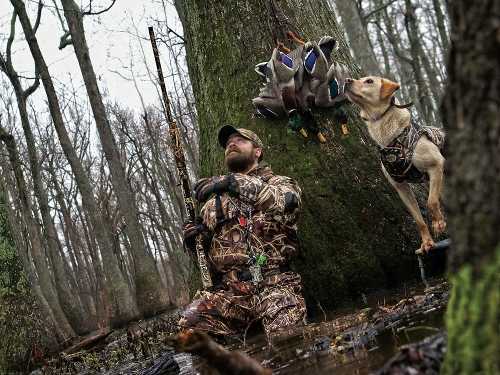 hunter and hunting dog mallards