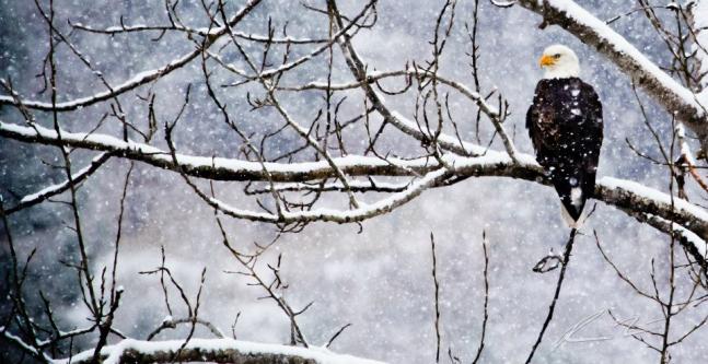 An eagle hanging out in a Cottonwood during a snow storm near Kamiah Idaho.