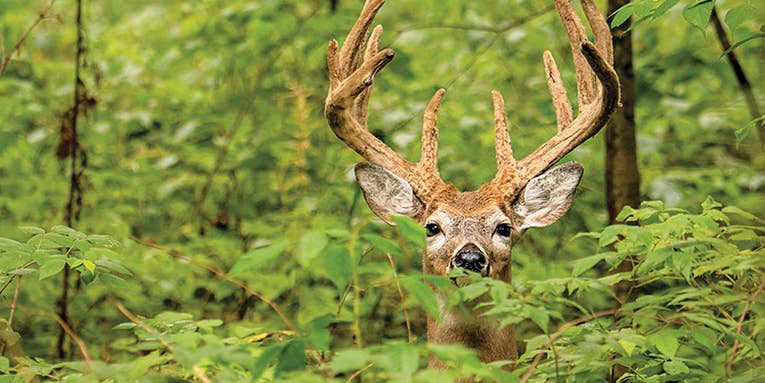 How to Turn Your Property Into a Buck Paradise