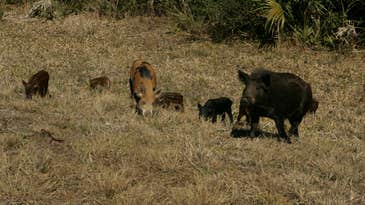 Texas Approves Pig-Killing Pesticide for “Hog Apocalypse”