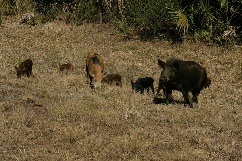 feral hogs