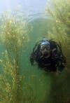 kirk deeter goes scuba diving underwater with largemouth bass during the spawn while they're on beds to see what they eat and learn about their spawning behavior in the spring