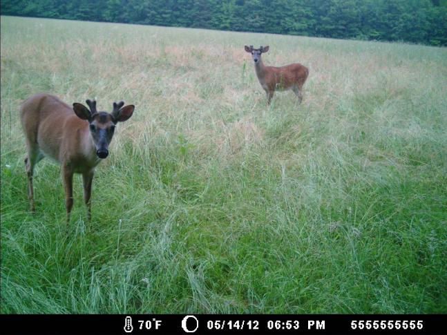 These two mature bucks are already showing promising antler growth in mid May, 2012.