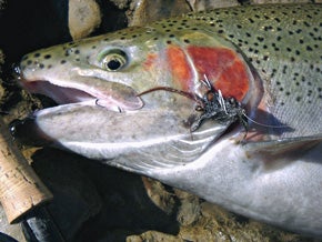 Are Hookless Trout Flies All The Rage?