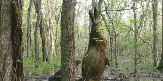 50 Best Trail Cam Bears, Bobcats, Moose, and Other Critters From Our 2008 Photo Contest