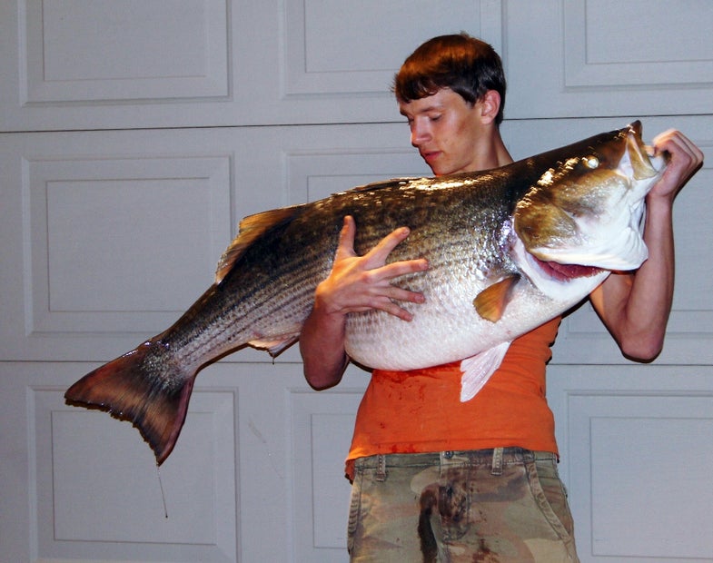 <strong>Seventeen-year-old Tyler Shields</strong> of Murphy, North Carolina, thought he was fishing for largemouth bass when he visited Hiwassee Lake on March 31. What he boated instead was a 66-pound striped bass that shattered the state's freshwater record--and topped by 2 pounds the North Carolina saltwater striper record as well.