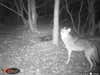 coyote trail camera