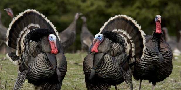Turkey Hunting: Pro Scouting Tips for Finding Quiet Gobblers