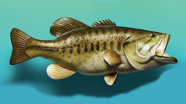 How to Catch a 10-Pound Largemouth Bass