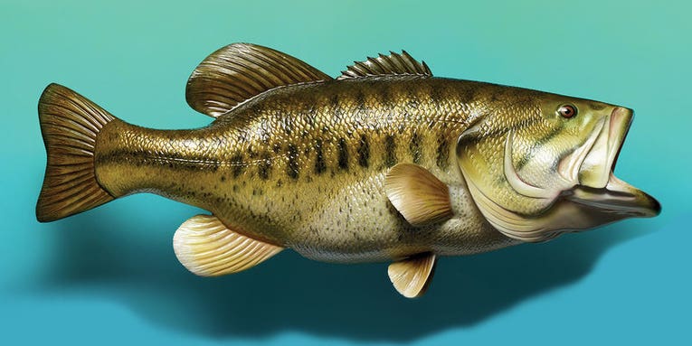 How to Catch a 10-Pound Largemouth Bass