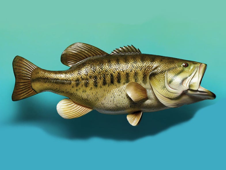 A stuffed and mounted largemouth bass on a blue/green background.