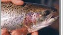 10 Ways to Fool Smart Trout