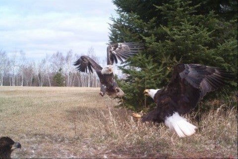 This was a surprising shot. Eagles eat scraps from a local butcher at the edge of our field, near our home in northern Wisconsin. I guess I need to put more food out - they are fighting over what is there.