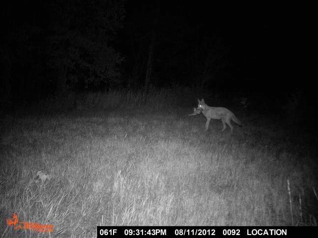 Even with our dog here on our farm, the coyotes find a way to pick off our cats. One coyote will draw my dogs attention while the others come in for the kill on the cats. This trail camera picture was taken about 500 yards from the house.